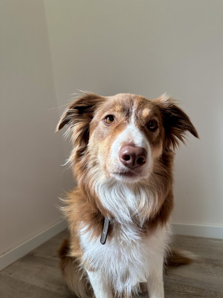 Chloé, Border-Collie-Hündin und Therapiebegleithund in Ausbildung